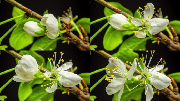 4k时间间隔的梅树花开花，生长在一个黑色的背景。开着的小白樱花。按16:9的比例计时。