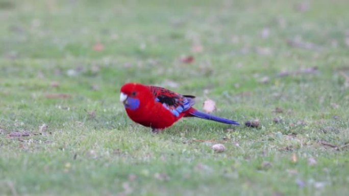 在公园地面上觅食的深红色rosella的跟踪镜头