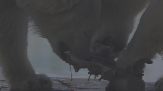 美丽的北极熊在自然景观的肖像镜头。北极熊在冷水附近的岩石海滩上吃生肉。4k慢动作视频，ProRes 