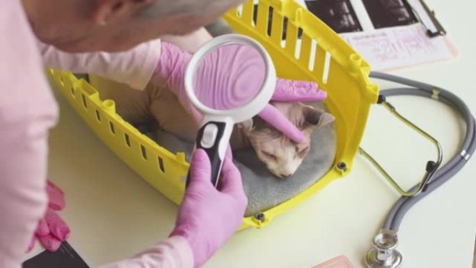 女兽医用放大镜检查精灵猫的耳朵