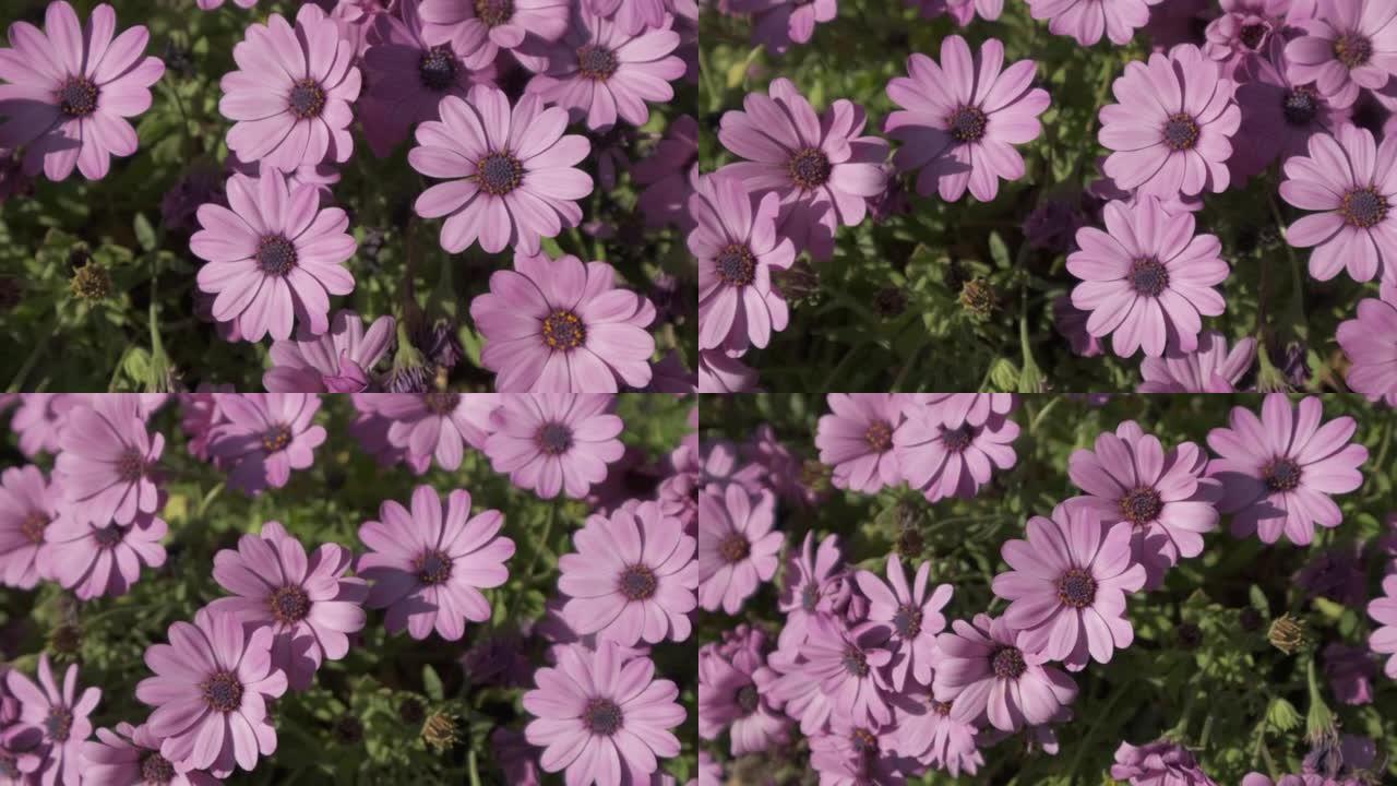 春天盛开的双叶花。双发骨膜。紫色非洲雏菊玛格丽特春天开花花瓣
