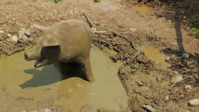 母猪在泥里玩耍的特写镜头