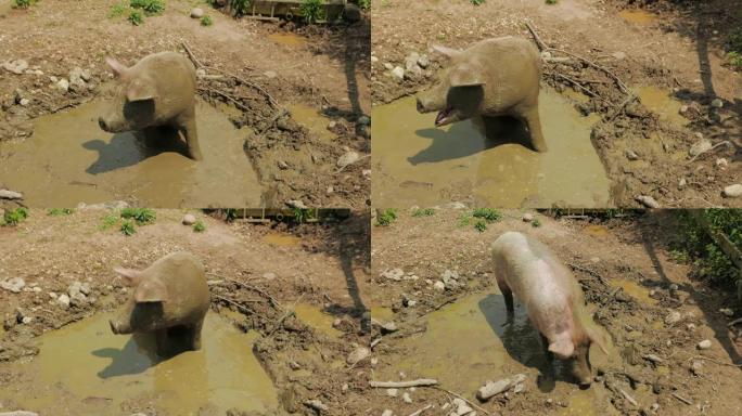 母猪在泥里玩耍的特写镜头