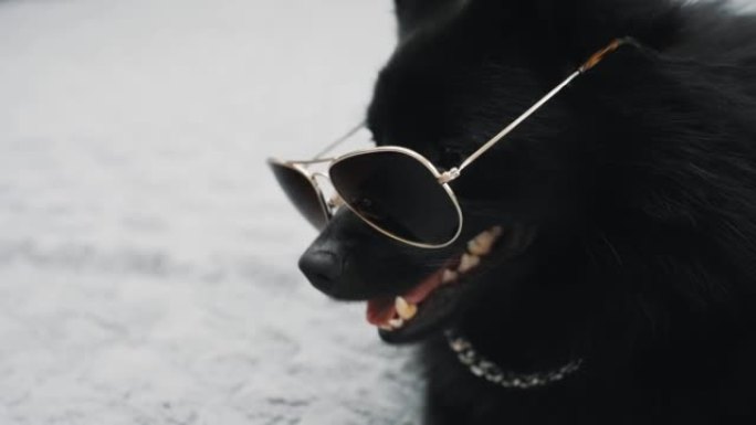 戴眼镜的Schipperke狗。暴徒的生活理念。