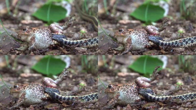 4K特写镜头，一条蛇残忍地抓着大青蛙的身体在大自然中吃