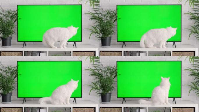 蓬松的白猫躺着，坐着，走路，睡觉，在家里绿屏的大电视附近放松，为猫和小猫做广告，色键。