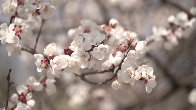 春季桃花盛开一枝桃花在风中微微晃动9