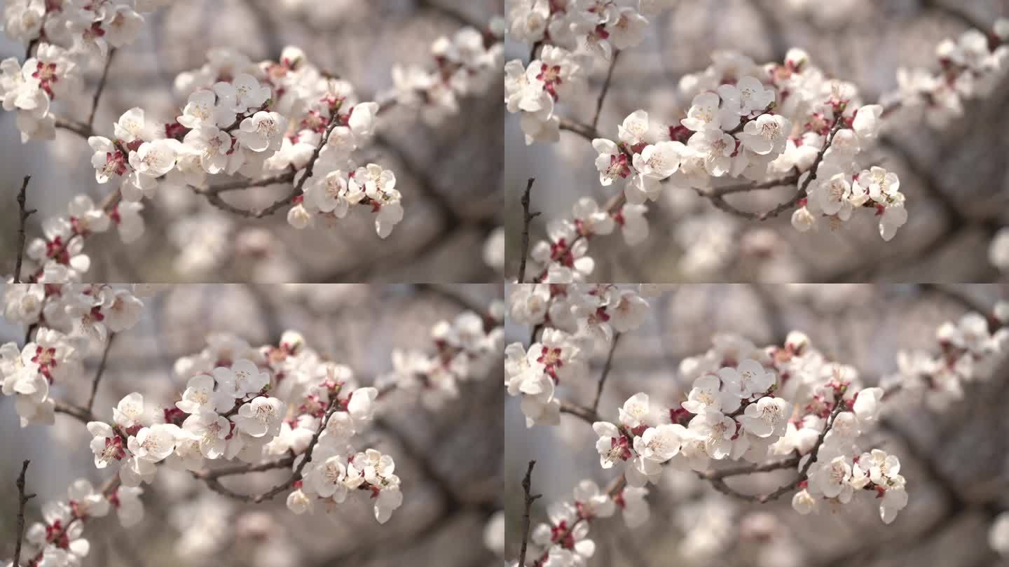 春季桃花盛开一枝桃花在风中微微晃动9
