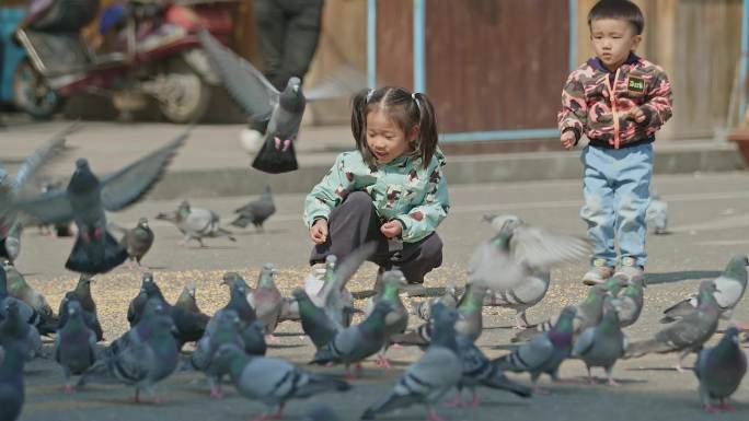 新疆伊犁喀赞其鸽子——和平鸽