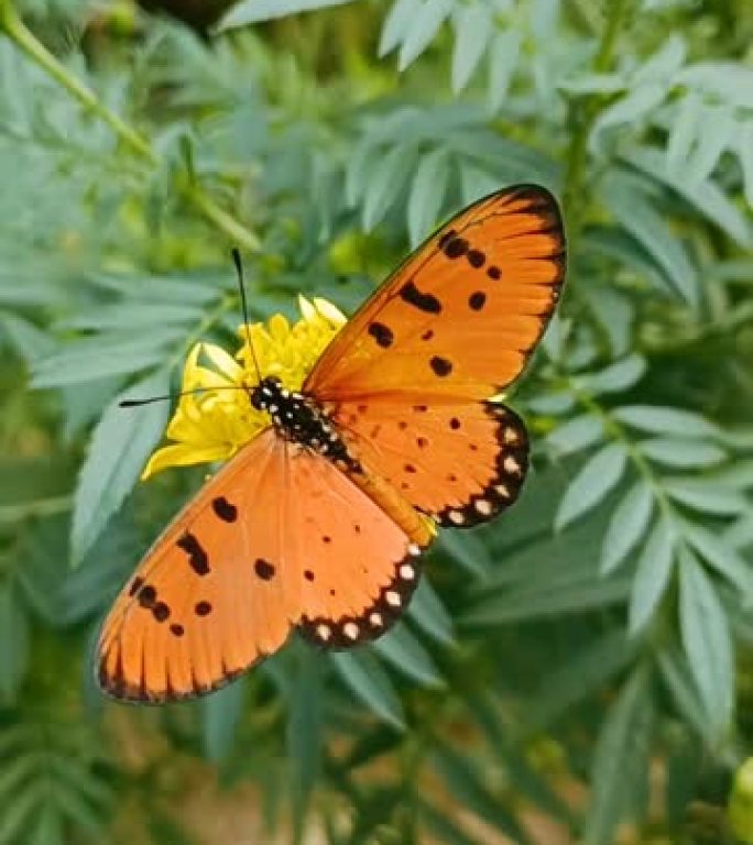蝴蝶在黄色的万寿菊花上展翅，大自然在美丽的花园里。