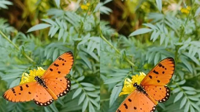 蝴蝶在黄色的万寿菊花上展翅，大自然在美丽的花园里。