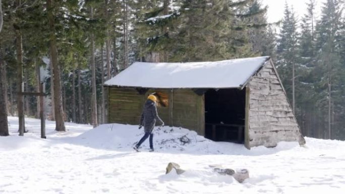 女人在冬季自然森林中行走来到木屋庇护所