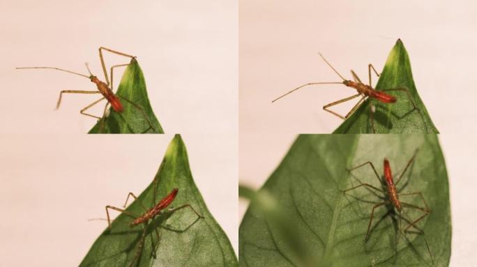 叶子上的刺客虫子若虫