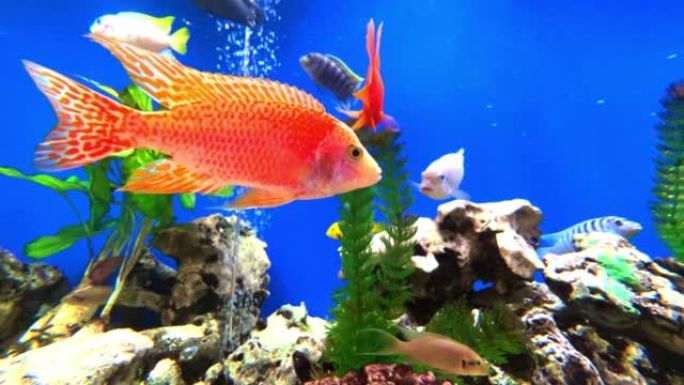 彩色蓝色水族馆，有可爱的彩色热带混合鱼。用神奇的浅色岩石珊瑚和植物
