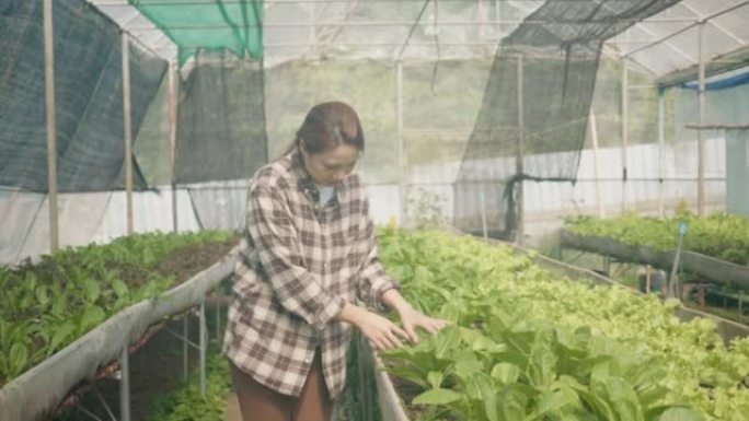 日落时分，年轻女子在有机农场中检查绿色生菜的肖像