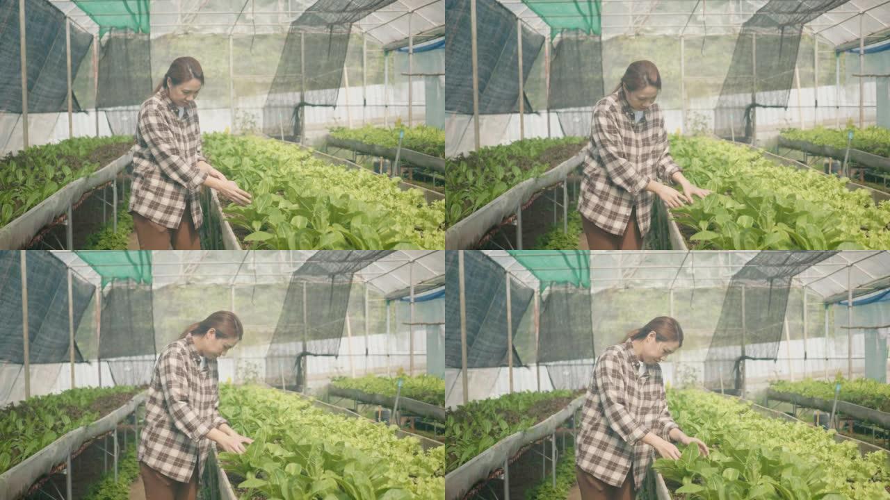 日落时分，年轻女子在有机农场中检查绿色生菜的肖像