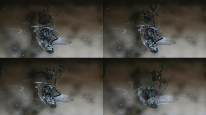 捕猎野生生态系统时，苍蝇被困在饥饿的蜘蛛网中，动物