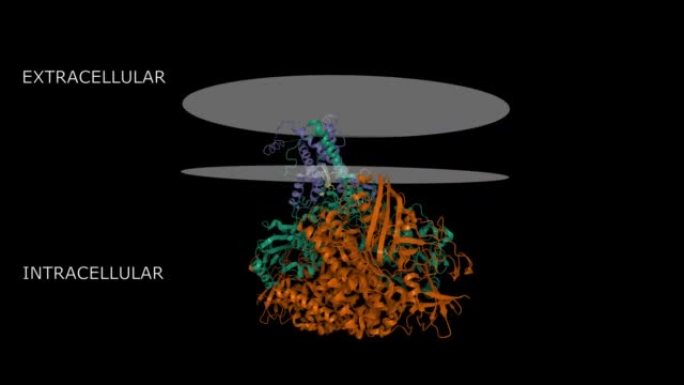 与细胞色素b复合物的大肠杆菌hydrogenase-1的结构