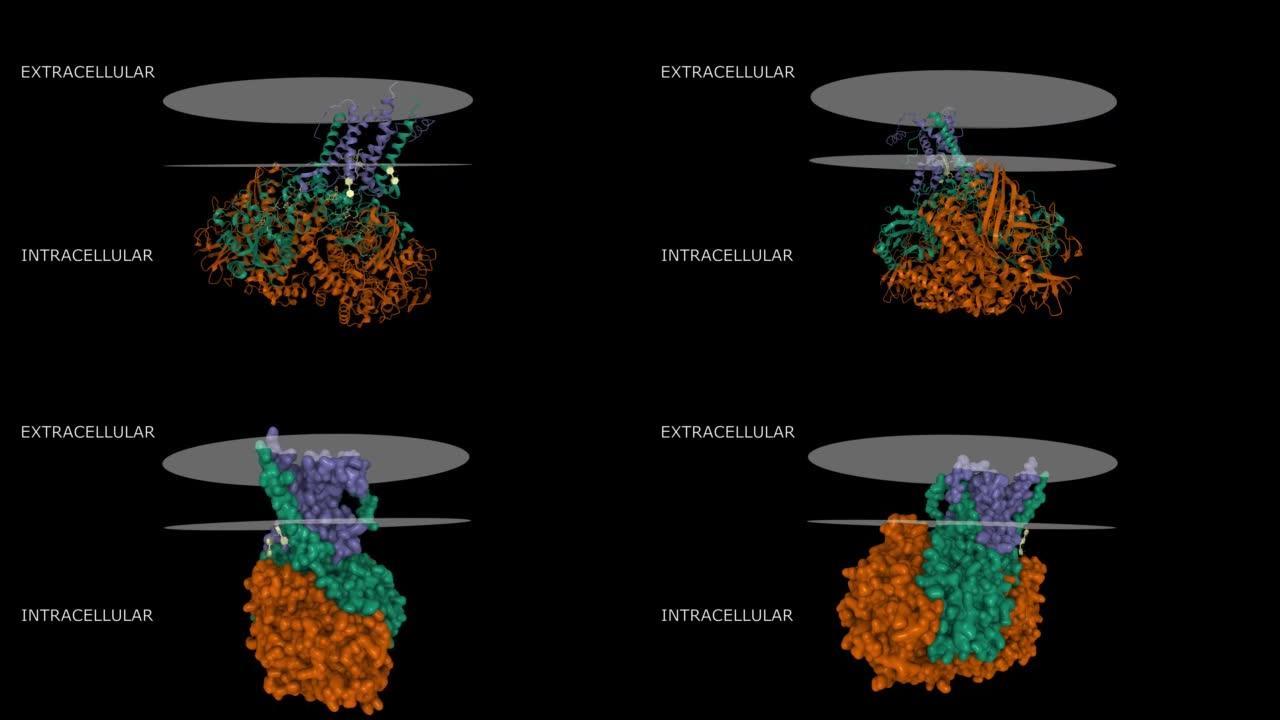 与细胞色素b复合物的大肠杆菌hydrogenase-1的结构