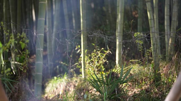 农村农家农户竹林竹山毛竹炊烟烟雾实拍素材