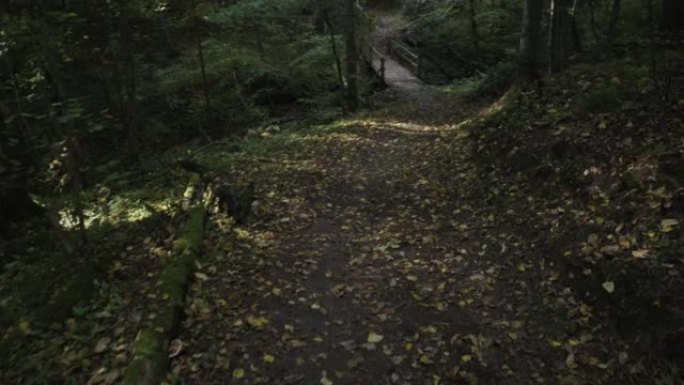 秋天森林中的山沟上的桥