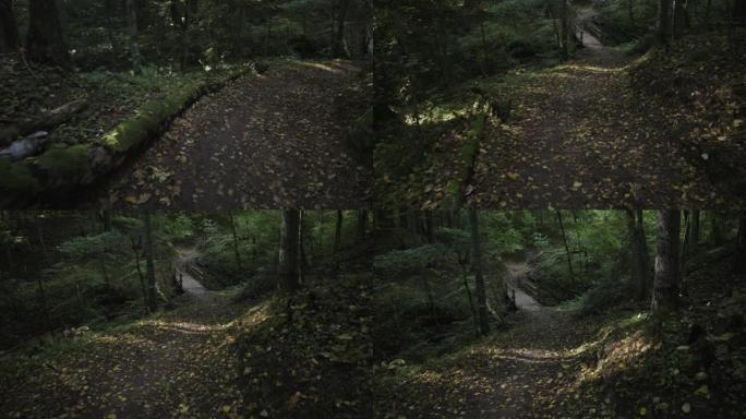 秋天森林中的山沟上的桥