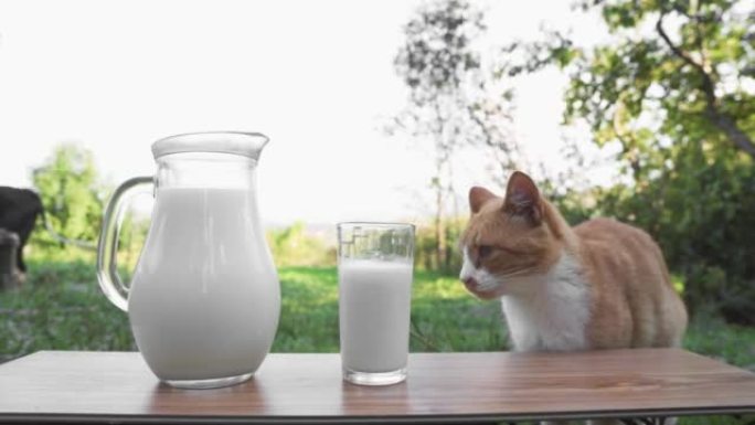 一只猫在乡下舔和喝牛奶。美味的饮食早餐和猫食物。背景是奶牛的木桌上的玻璃瓶和玻璃杯中的新鲜牛奶。农场