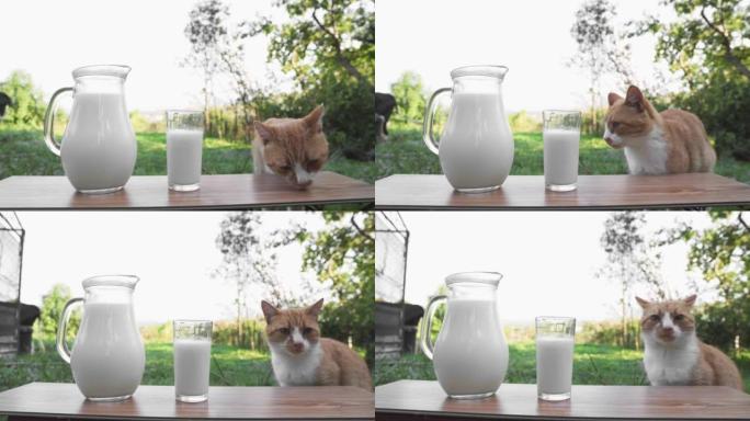 一只猫在乡下舔和喝牛奶。美味的饮食早餐和猫食物。背景是奶牛的木桌上的玻璃瓶和玻璃杯中的新鲜牛奶。农场
