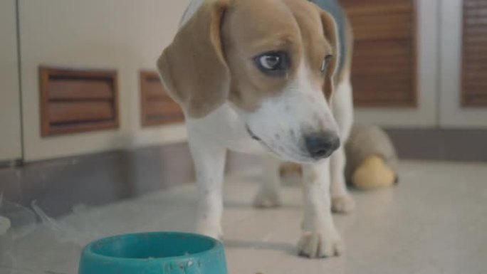 纯种小猎犬食用他的饭菜