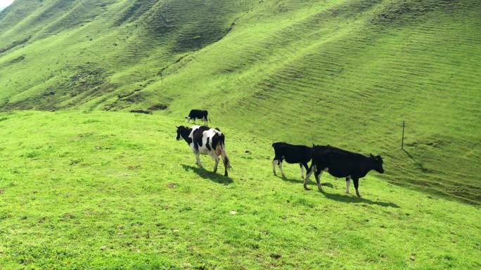 山上正在吃草的奶牛奶牛养殖现代农业绿色