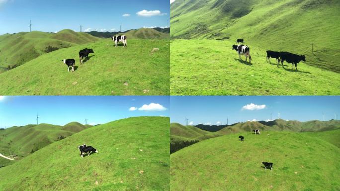 山上正在吃草的奶牛奶牛养殖现代农业绿色