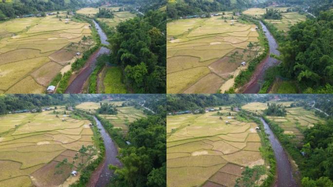 空中看水稻种植和河流的山区稻田梯田