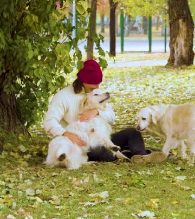 一名中年男子和两只狗的垂直视频，金毛猎犬，在公园散步时玩得很可爱。