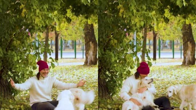 一名中年男子和两只狗的垂直视频，金毛猎犬，在公园散步时玩得很可爱。