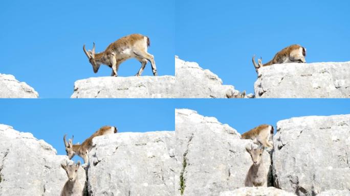 有角动物高山ibex摩羯座摩羯座ibex