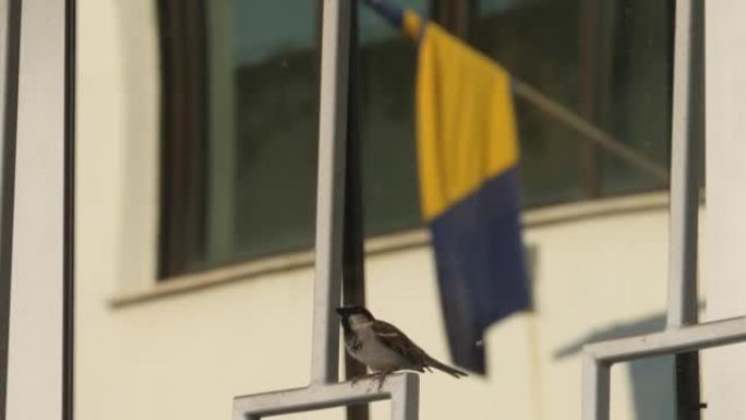 麻雀在波斯尼亚象征希望的旗帜前歌唱，波斯尼亚