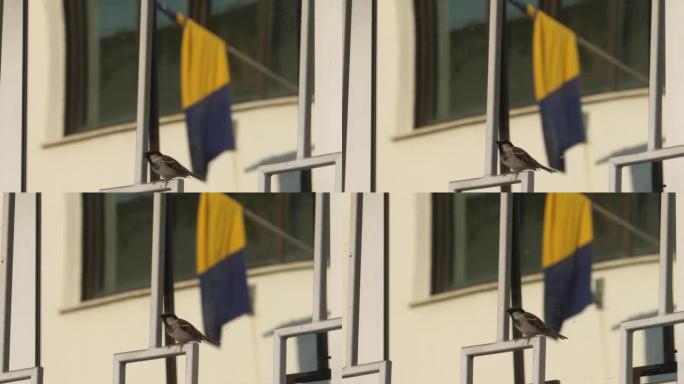 麻雀在波斯尼亚象征希望的旗帜前歌唱，波斯尼亚