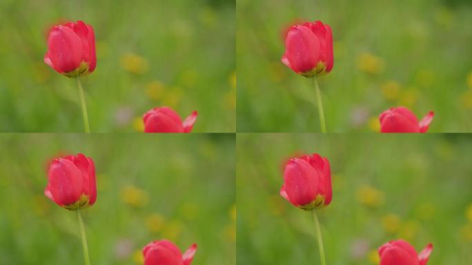 红色美丽的郁金香。鲜红色郁金香花背景。在春风中摇曳的绿色茎上的芽。慢动作。
