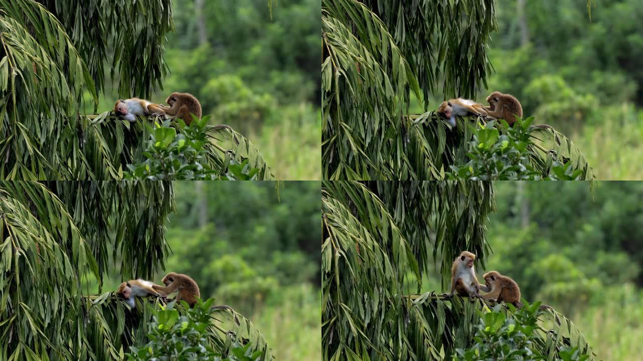 野生猕猴 (猕猴): 斯里兰卡