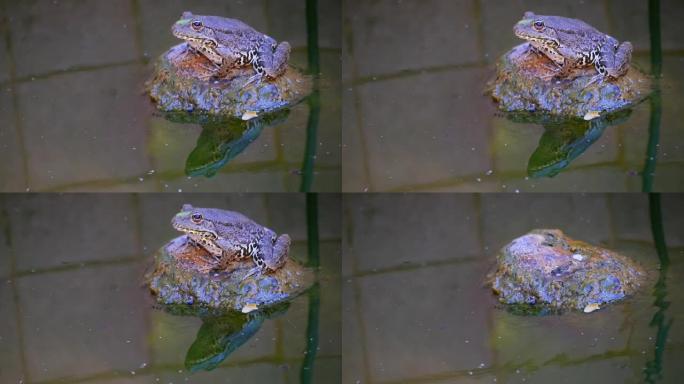 一只大青蛙坐在池塘的岩石上