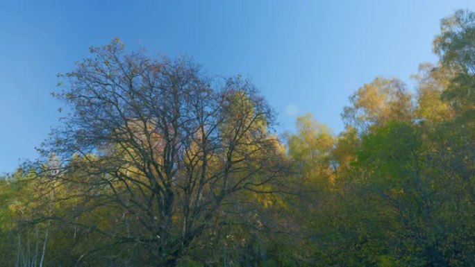 秋天有蓝天的橙叶树。森林中的黄色秋叶。实时。