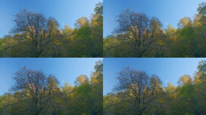 秋天有蓝天的橙叶树。森林中的黄色秋叶。实时。