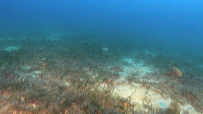 深海海底磷虾-地中海水下