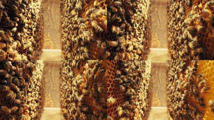 蜜蜂在蜂房拍摄宏观的选择性聚焦于忙碌的蜜蜂在蜂蜜上采集花粉。初级农村的农业养蚕观念