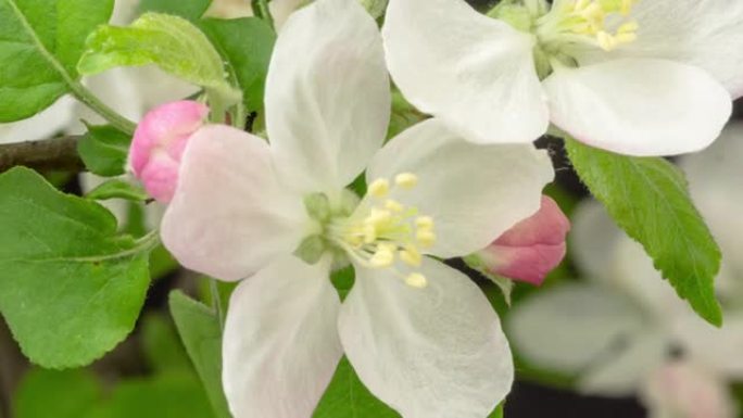 苹果树的4k延时白花盛开，并在黑色背景上生长。盛开的马鲁斯家蝇花。小白花，在黑色背景上生长和开花。