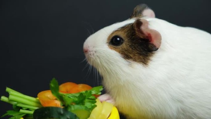 一只小豚鼠移动鼻子，环顾四周，坐在黑色背景上的蔬菜附近。