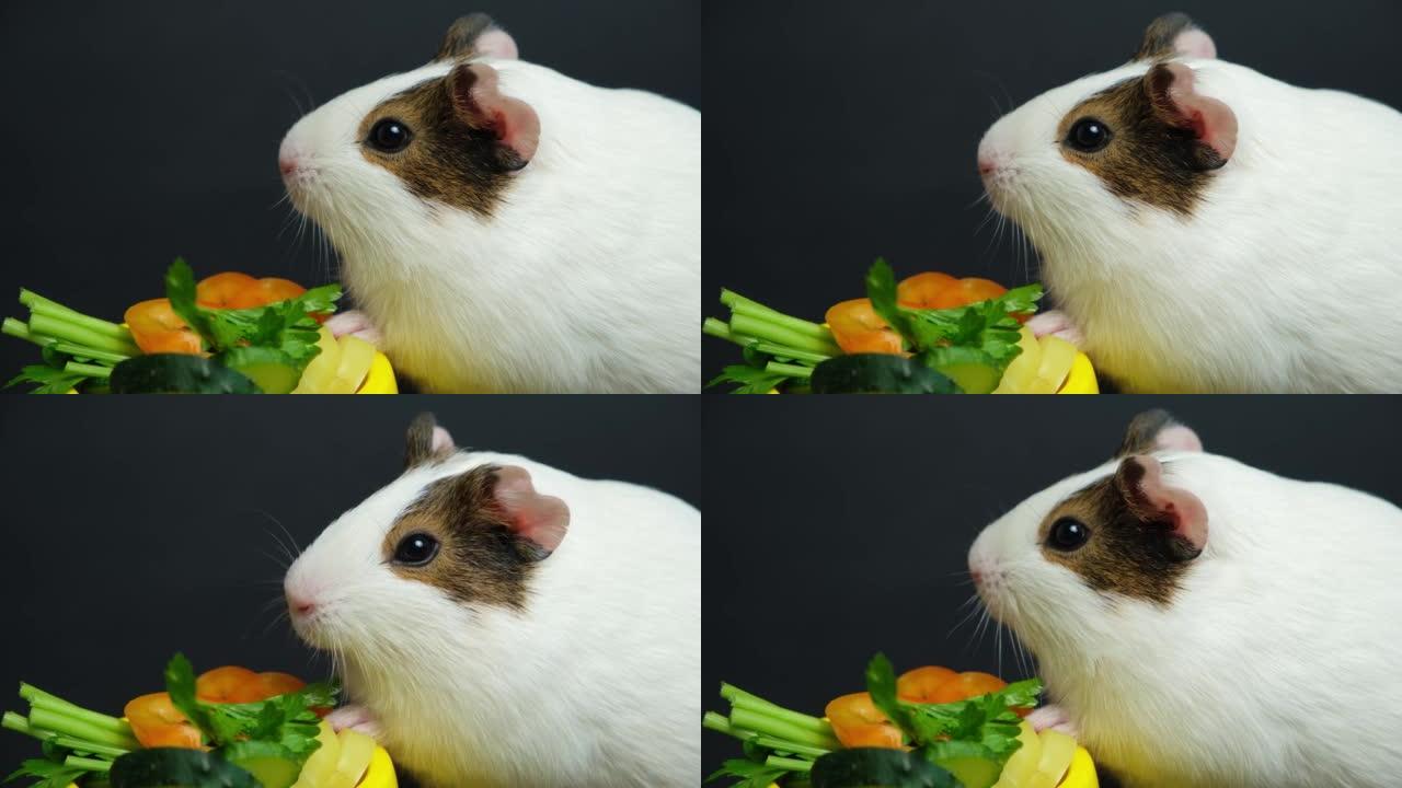 一只小豚鼠移动鼻子，环顾四周，坐在黑色背景上的蔬菜附近。