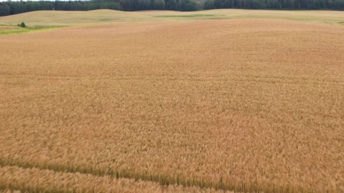 收割前黄熟麦田的鸟瞰图。在成熟的金色麦田上空飞行。美丽的夏季麦田景观。农业综合企业食品工业。欧洲波兰