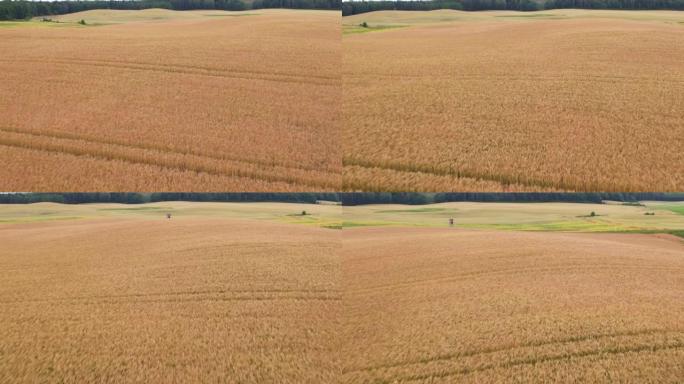 收割前黄熟麦田的鸟瞰图。在成熟的金色麦田上空飞行。美丽的夏季麦田景观。农业综合企业食品工业。欧洲波兰