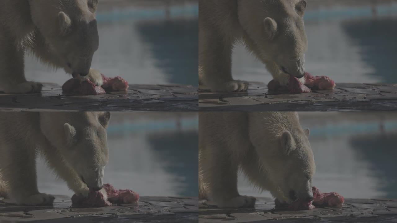 美丽的北极熊在自然景观的肖像镜头。北极熊在冷水附近的岩石海滩上吃生肉。4k慢动作视频，ProRes 